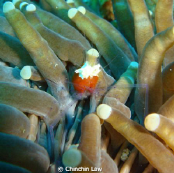 White head/cap shrimp?? It looks cute to me though : ) by Chinchin Law 